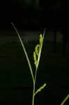 Davis' sedge